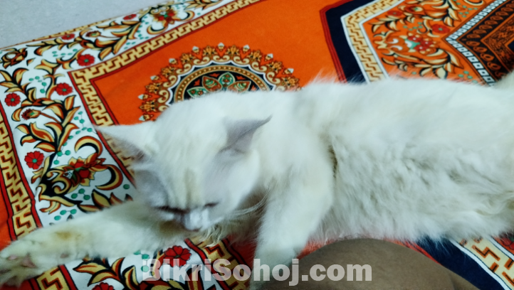 Turkish angora